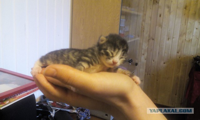 Новорожденные котята, вечный тренд =)