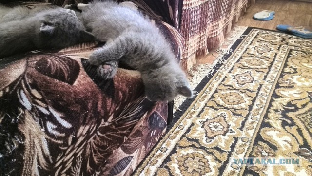 25 кошек, которые спят где угодно
