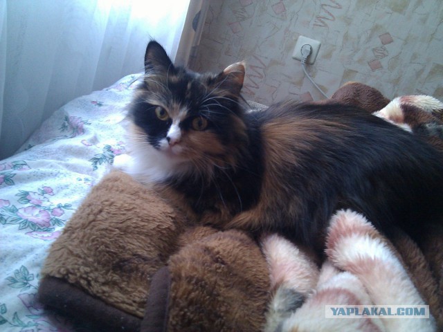 Про Тучку, которая стала Дымкой