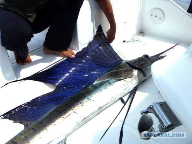 Океанская рыбалка на Сейшелах