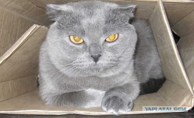 Котовторник 12.03.13