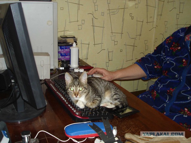 Котовторник 09.06.2015