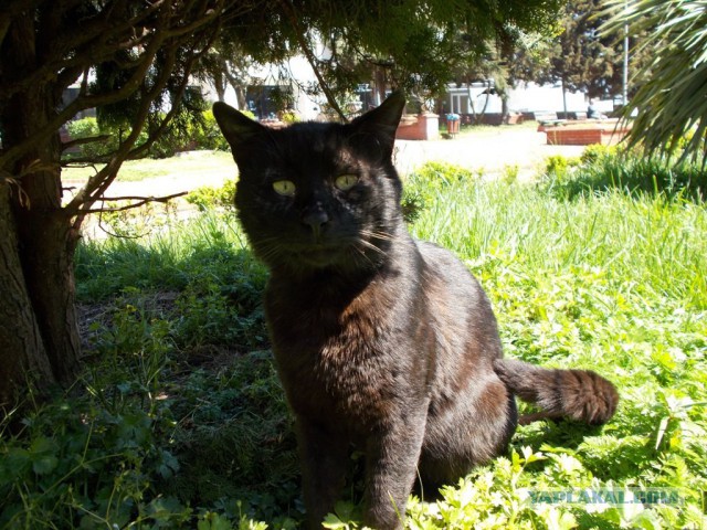 Котовторник 11.08.2015