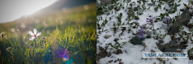 Мобильный телефон vs зеркальный фотоаппарат