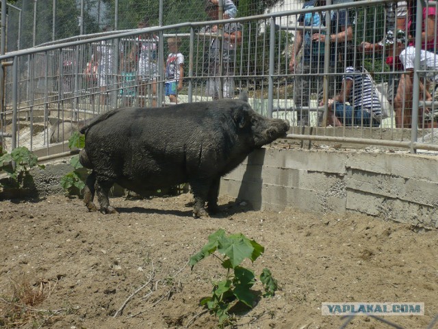 Кабанчик