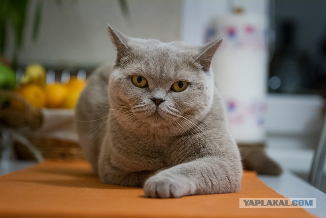 Удивление по-кошачьи