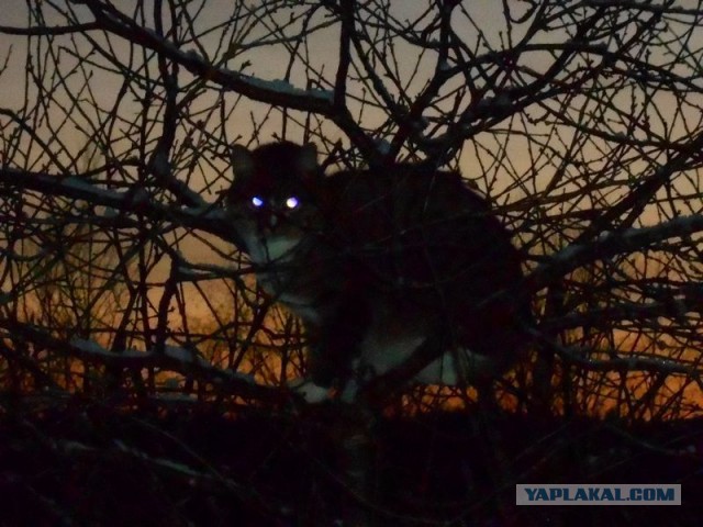 Жизнь домашнего приюта для котеек 95