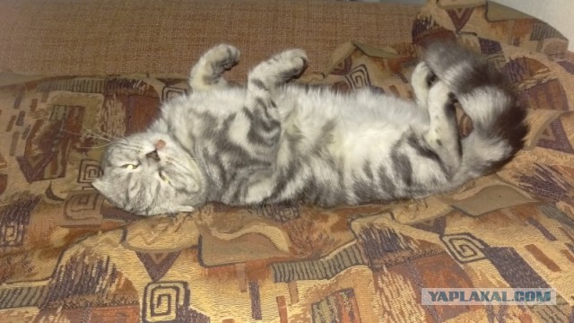 Котовторник