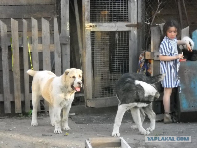 Помогите устроить собаку