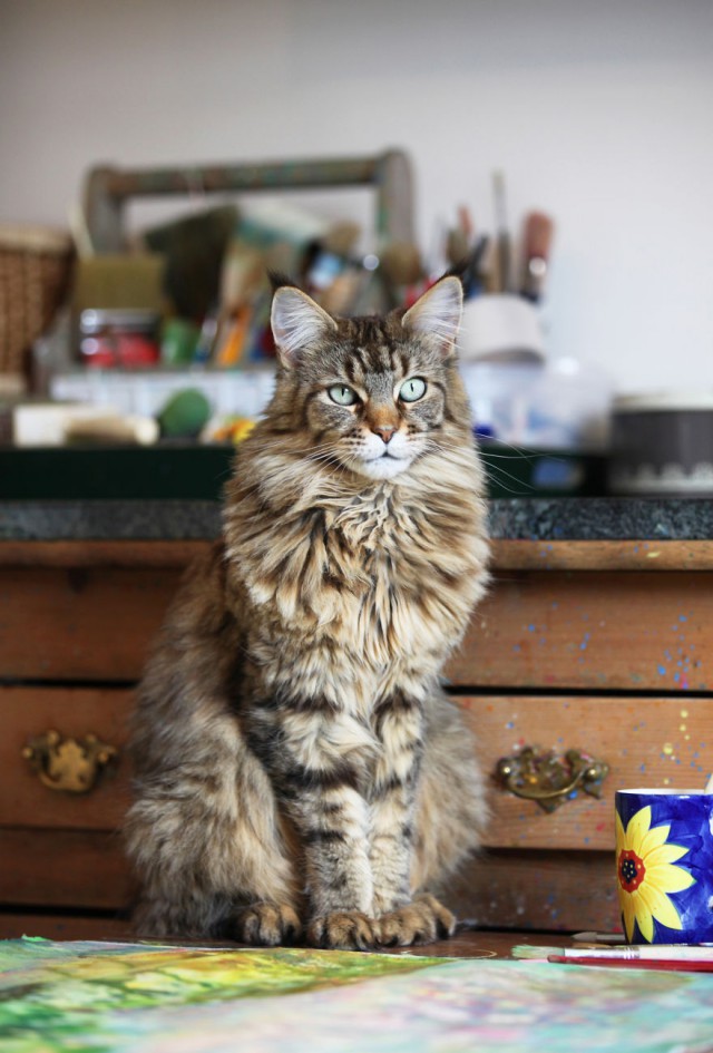 Котики на выходные