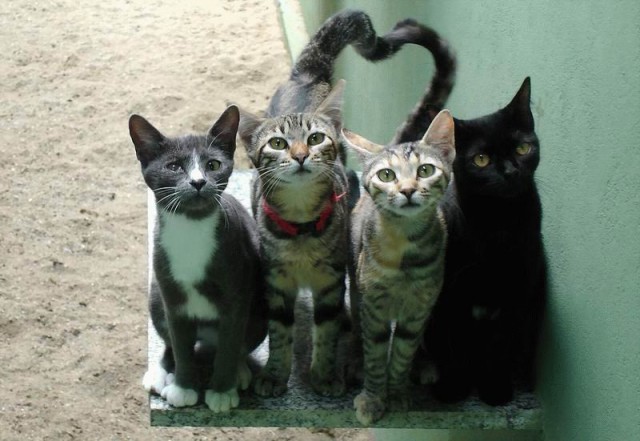 Коты, кошки, котята