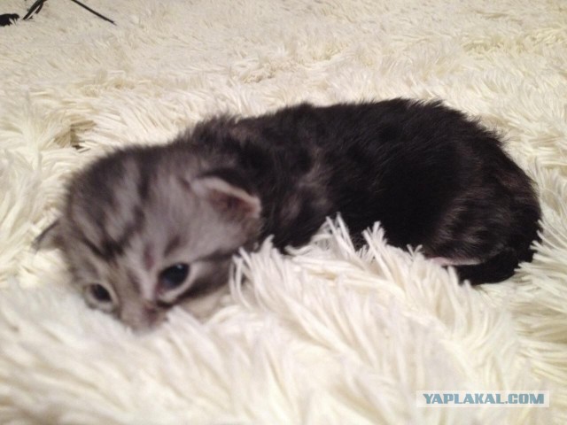 Небольшой фото-отчет ко втонику: мейн-кун Шелдон Купер