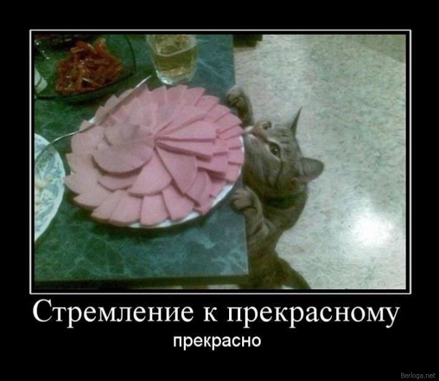 Демы к котовторнику!