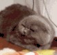 Аватары. Коллекция прикольных аватаров