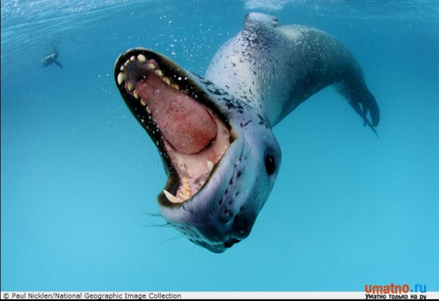 Охота морского леопарда
