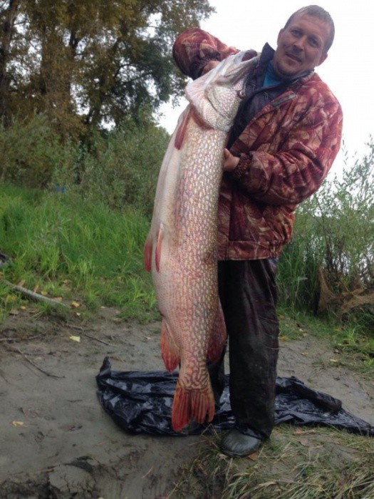 Новосибирский рыбак поймал щуку длиной с человека