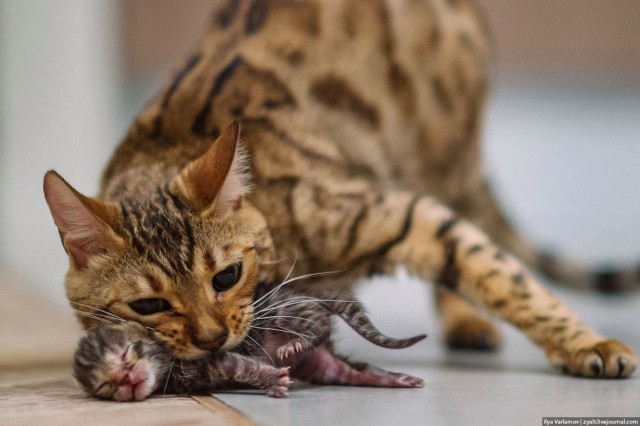 Прикольные животные