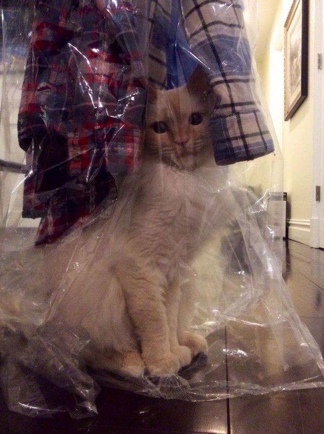 Коты из сети