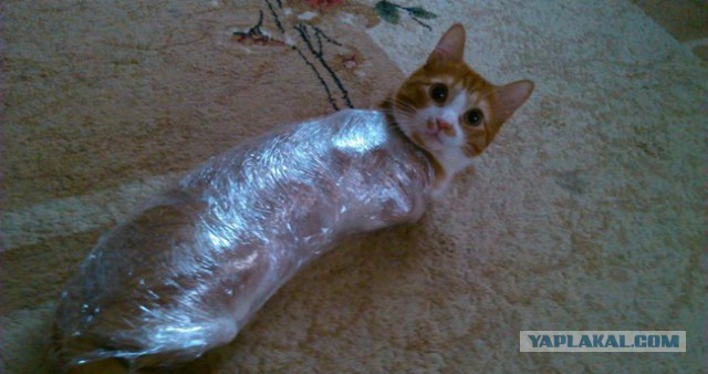 Миссия выполнена! Коты и елки!