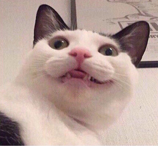 Коты из сети