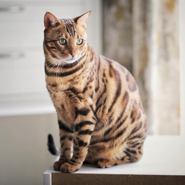Коты и Кошки
