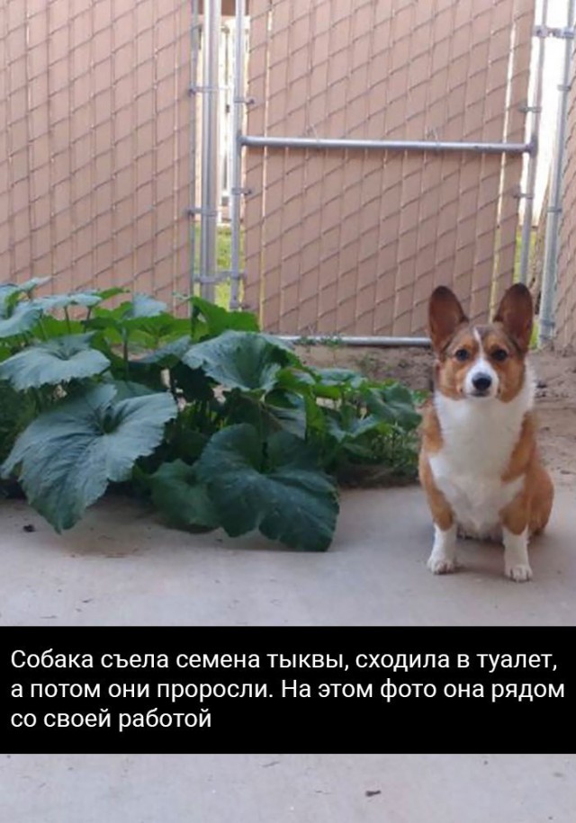 Подборка забавных животных