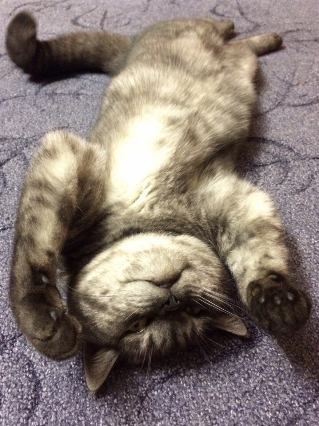 Коты и Кошки
