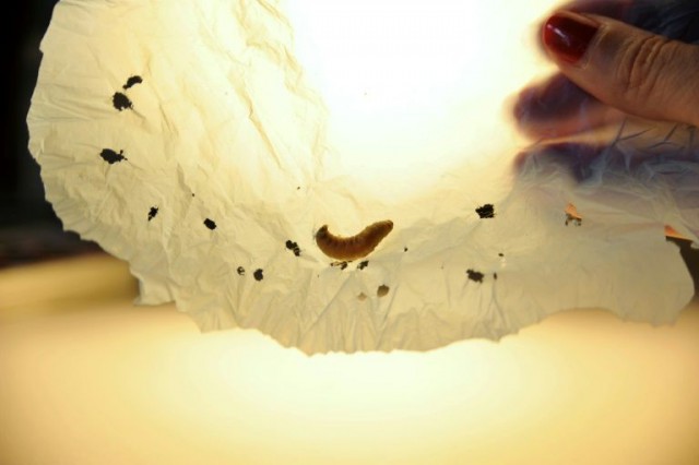 Ученые нашли гусениц, которые едят полиэтиленовые пакеты