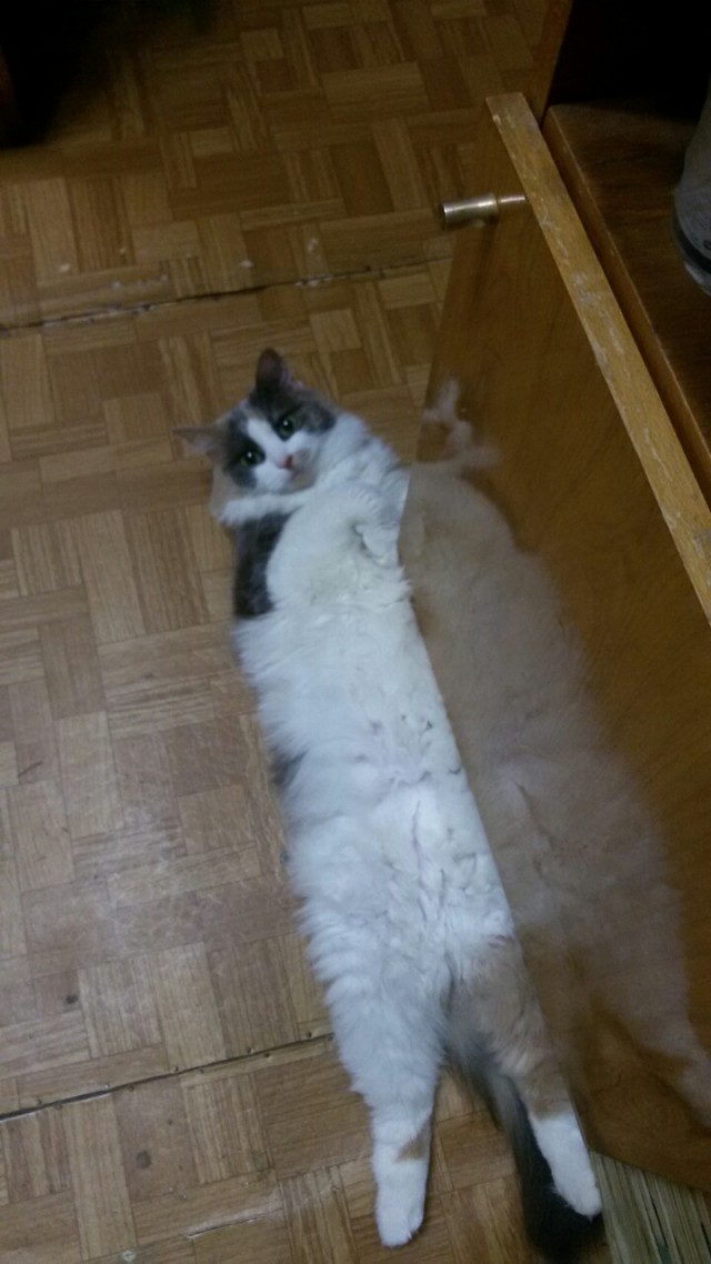 Котовторник 22.08.2017 г.