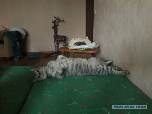 Котовторник 28.11.2017