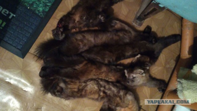 Таёжный дневник