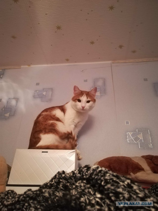 Котовторник 13.03.2018