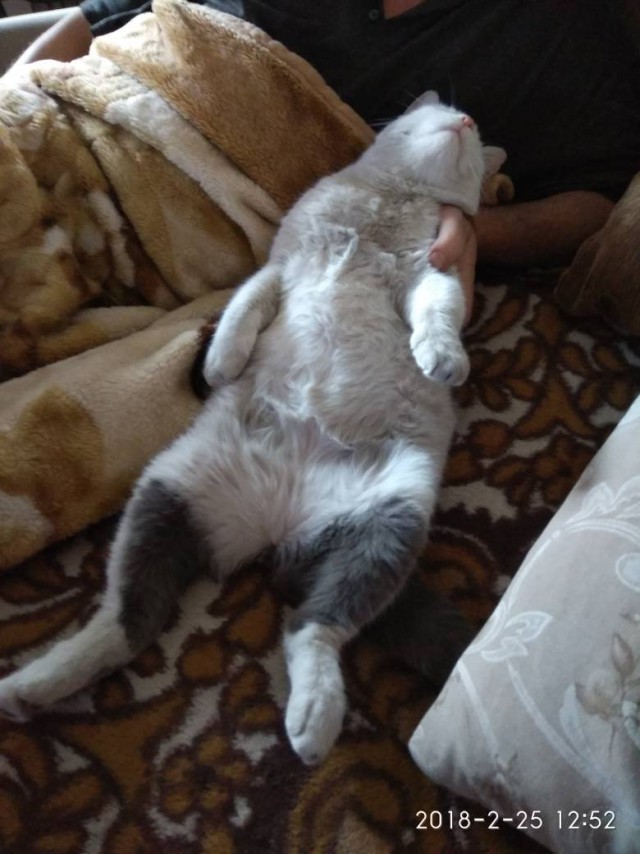 Котовторник 20.03.2018