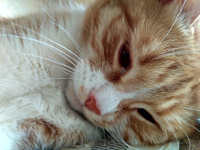 Котовторник 24.04.2018