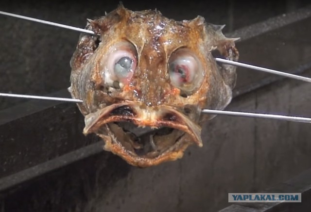 А вы умеете жарить окуня?