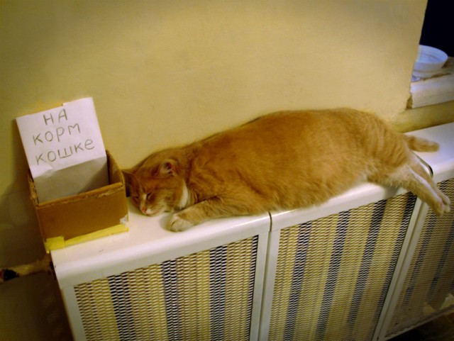 Котомет на вторник 08.04.08