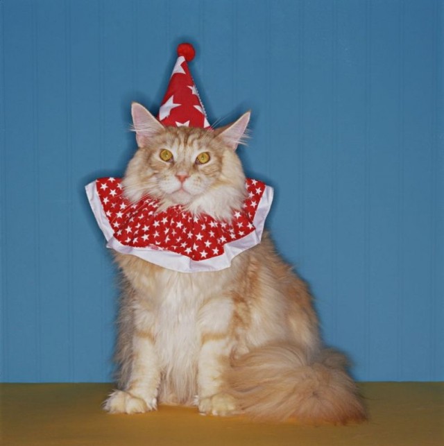УРРААА ! Котовторник на ЯПлакалъ !