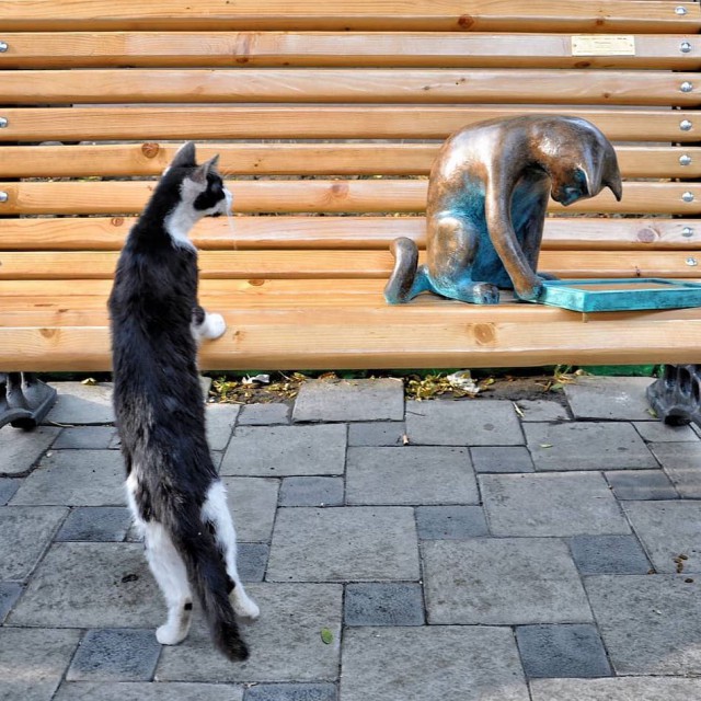Котовторник 24.07.2018