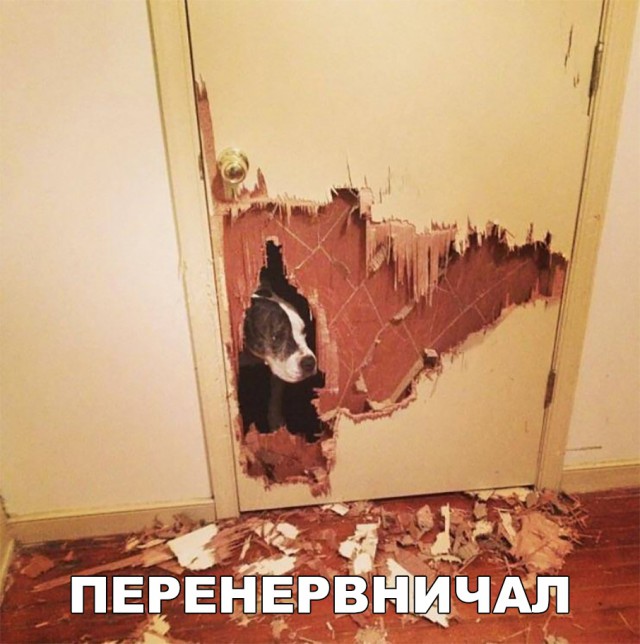 Нестандартный юмор