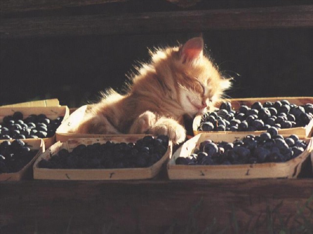 Прикольных котов пост