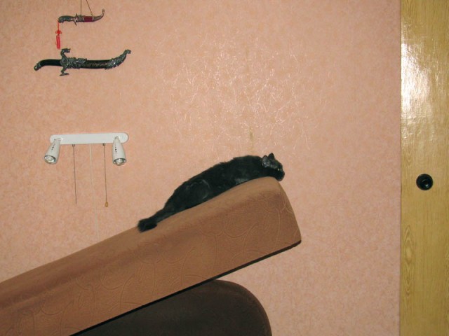 Котовторник 1.02.2011