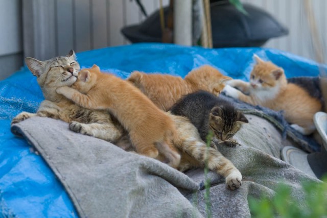 Котейкин вторник! Космический 12.04!