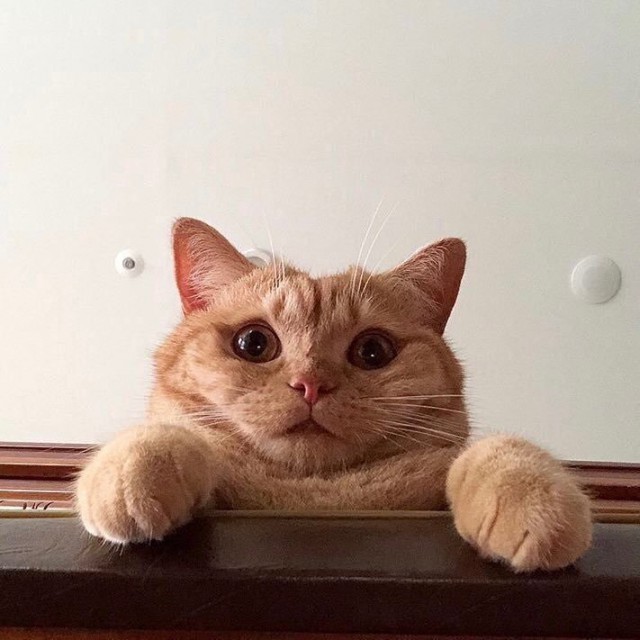 Немного милоты