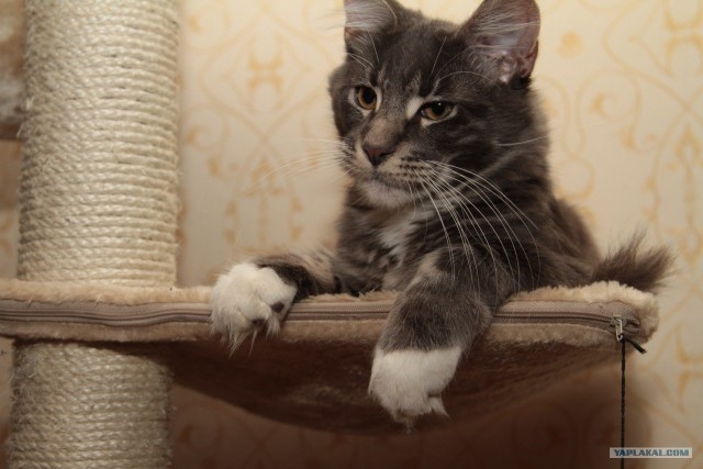 Котовторник
