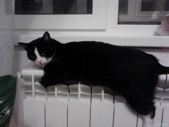 Котовторник 06.12.2011