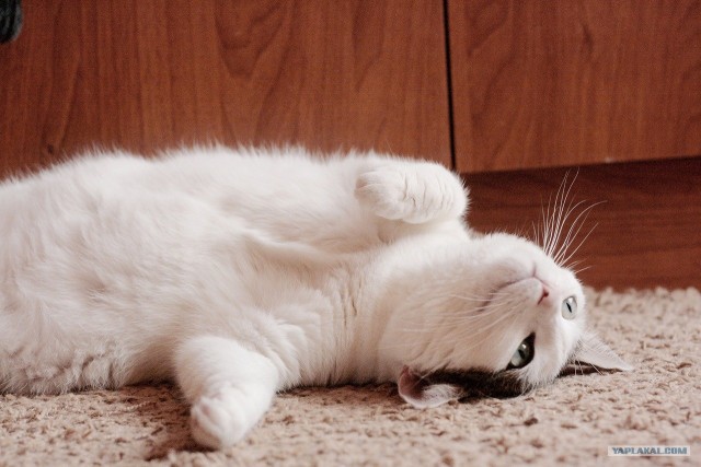 Котовторник 20.12.2011
