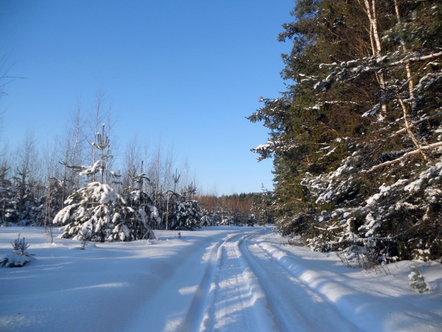 Старый зимний лес