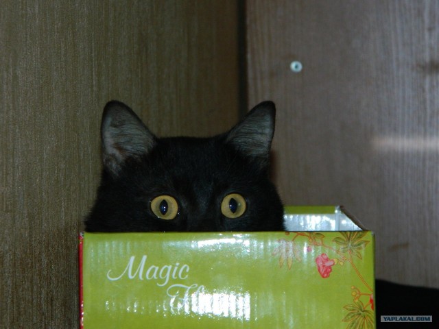 Котовторник 24.04.2012