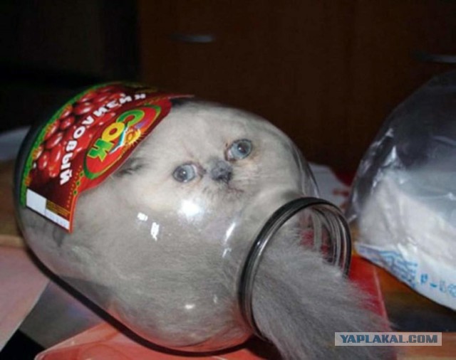 Прикольных котов пост