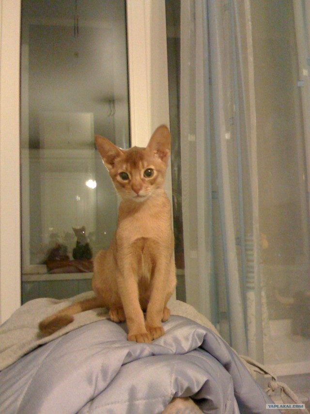 Котовторник (15.05.2012)